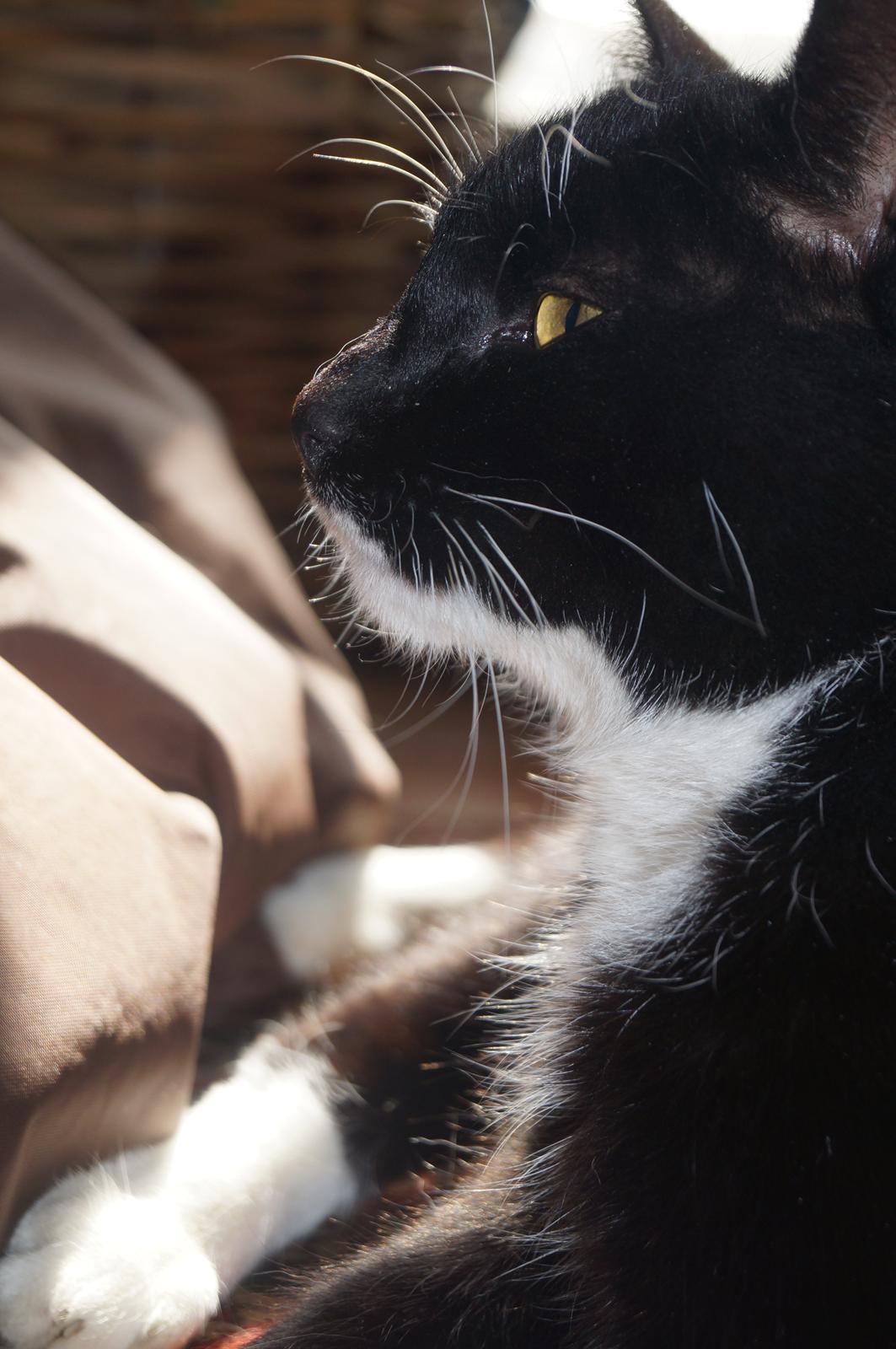 Blanding af racer Killer billede 6