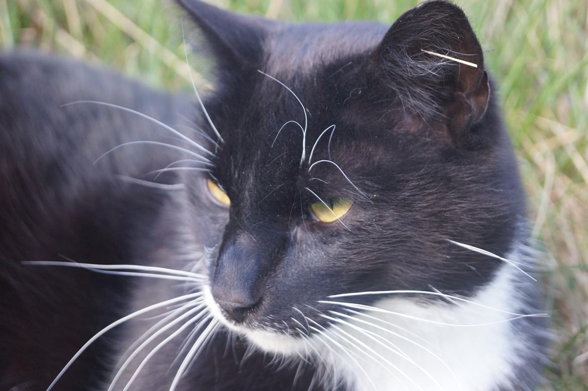 Blanding af racer Killer billede 3