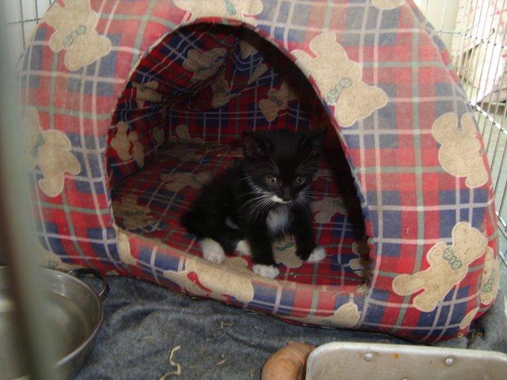 Blanding af racer Killer - Da vi fandt ham, som bette mis, i 2009 billede 4