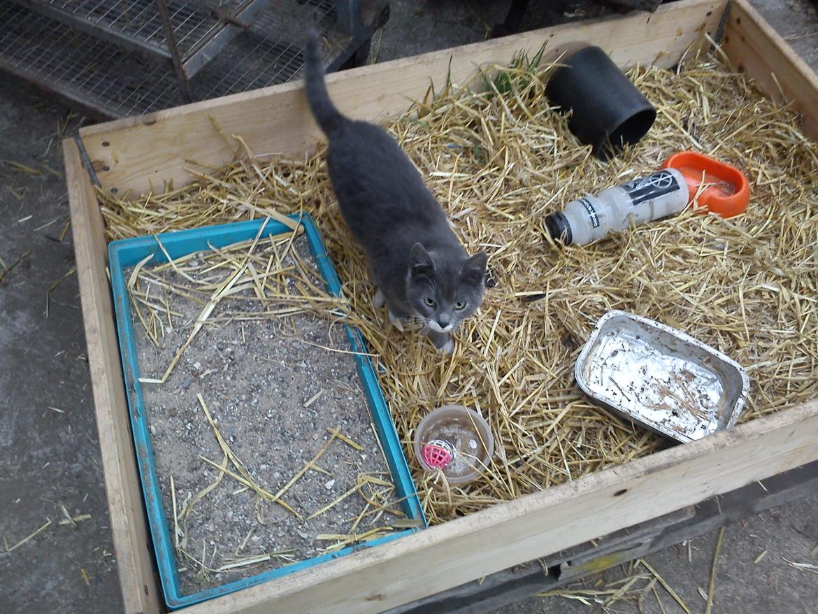 Huskat trunte! <3 - Har du mad til mig? :D billede 1