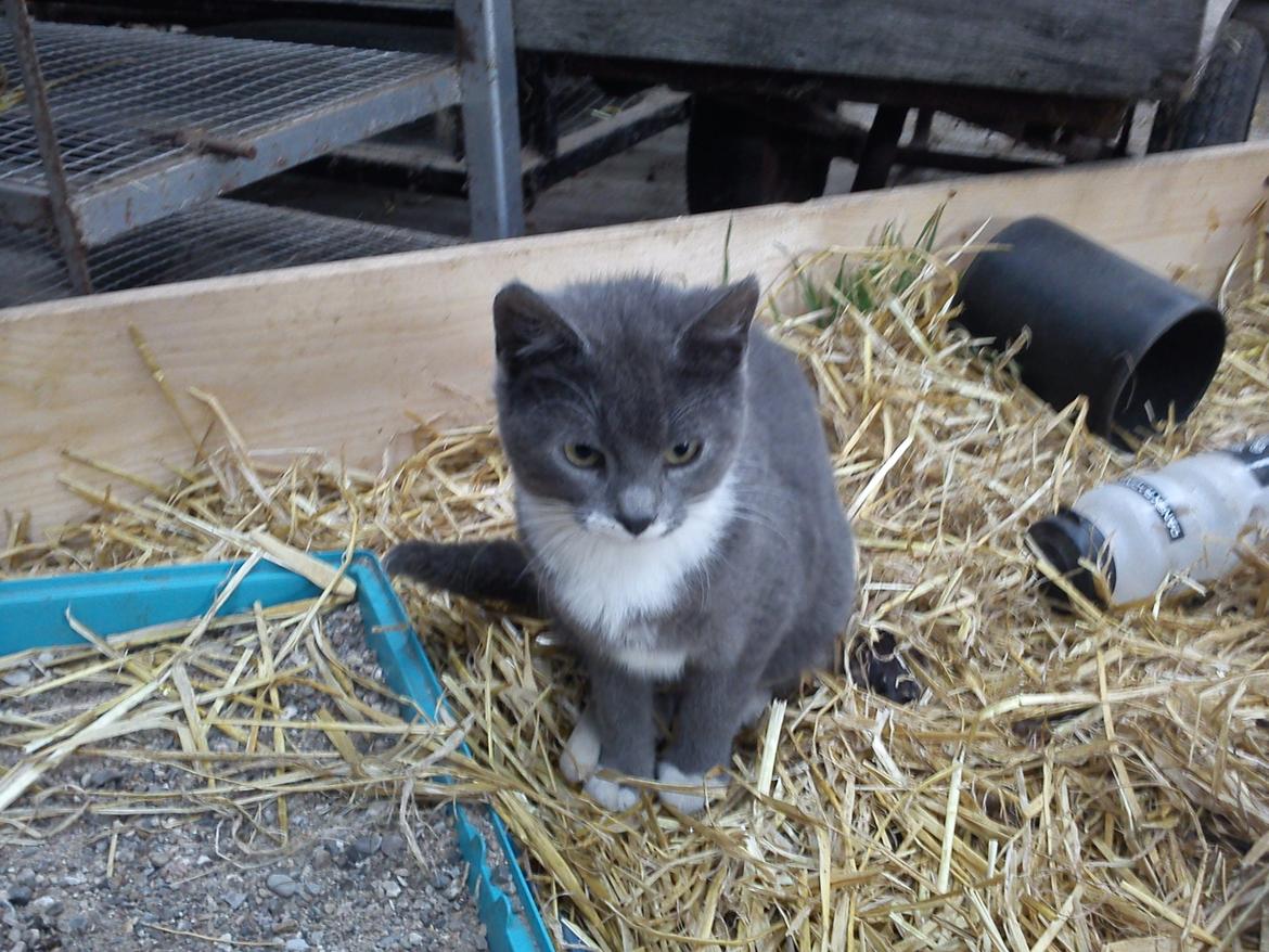 Huskat trunte! <3 - Hun er så nuttet! <3 billede 3