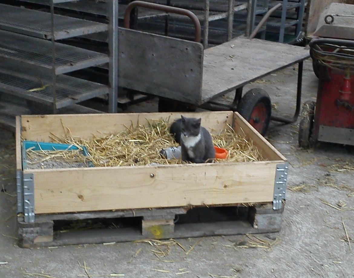 Huskat trunte! <3 billede 5