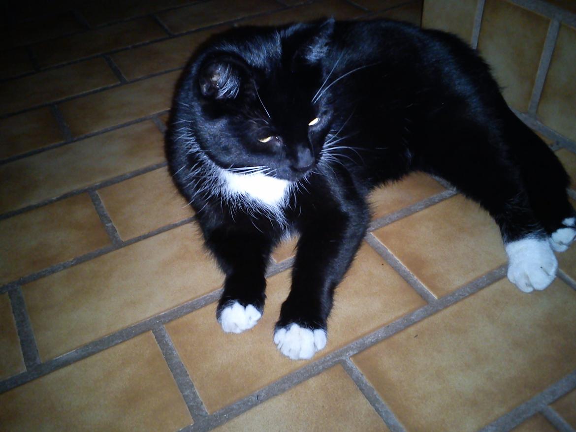 Huskat Bamse <3 - Det er dejligt at ligge på badeværelsegulvet når der er varme i! :) billede 1