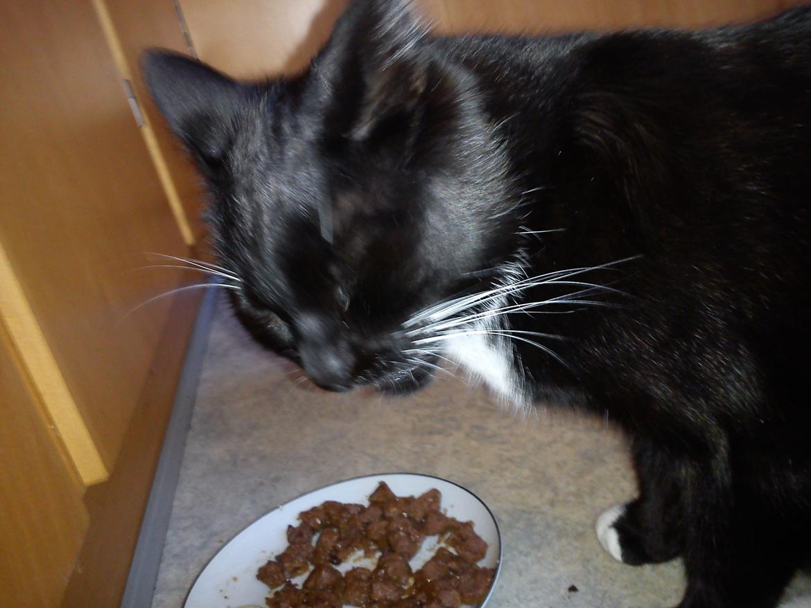 Huskat Bamse <3 - Dejligt med noget mad! Jeg elsker bare mad! xD <3 billede 2