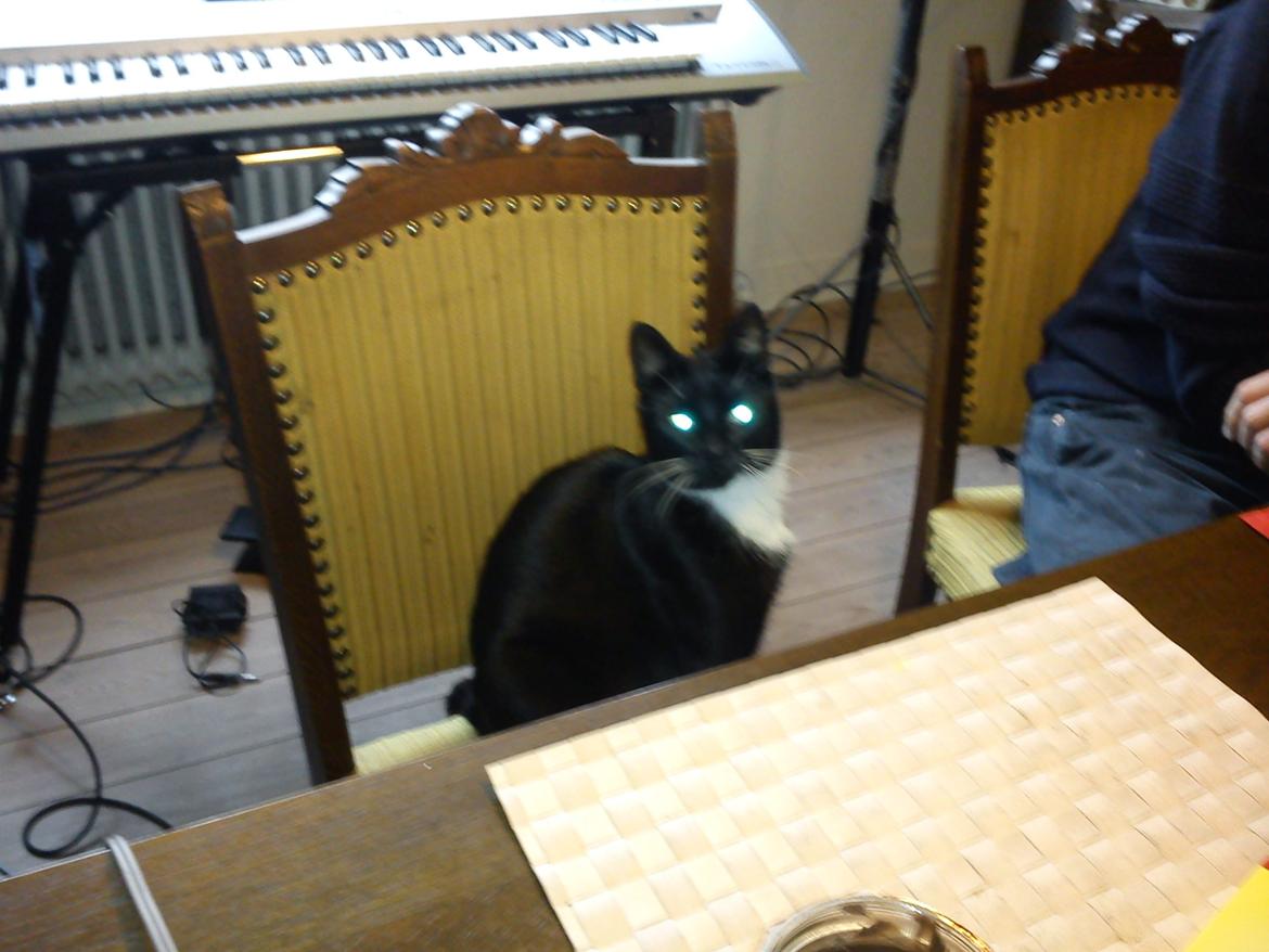 Huskat Bamse <3 - Bamse sidder og kigger på stolen :) <3 billede 3