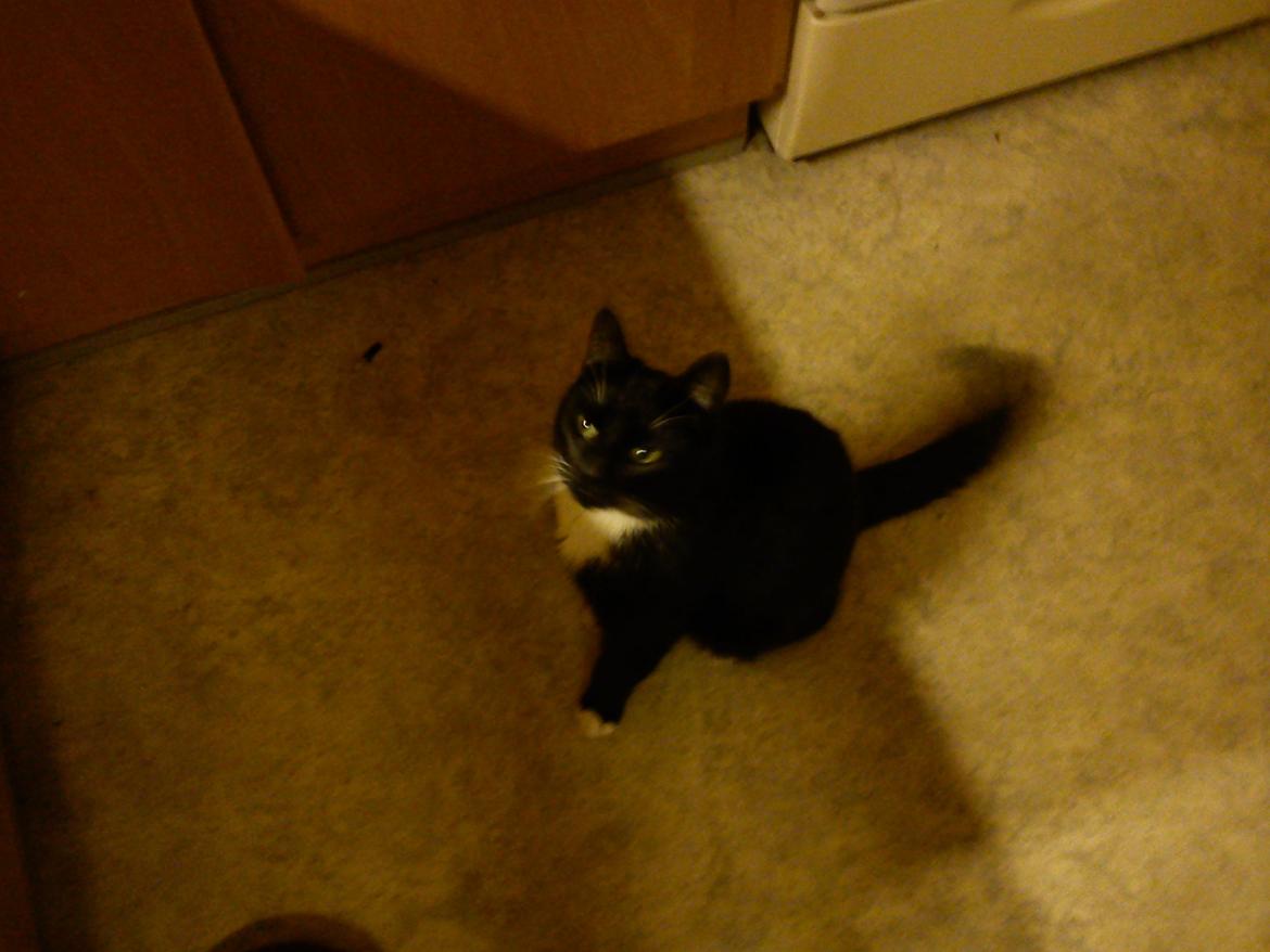 Huskat Bamse <3 - Hej folkens :) billede 4