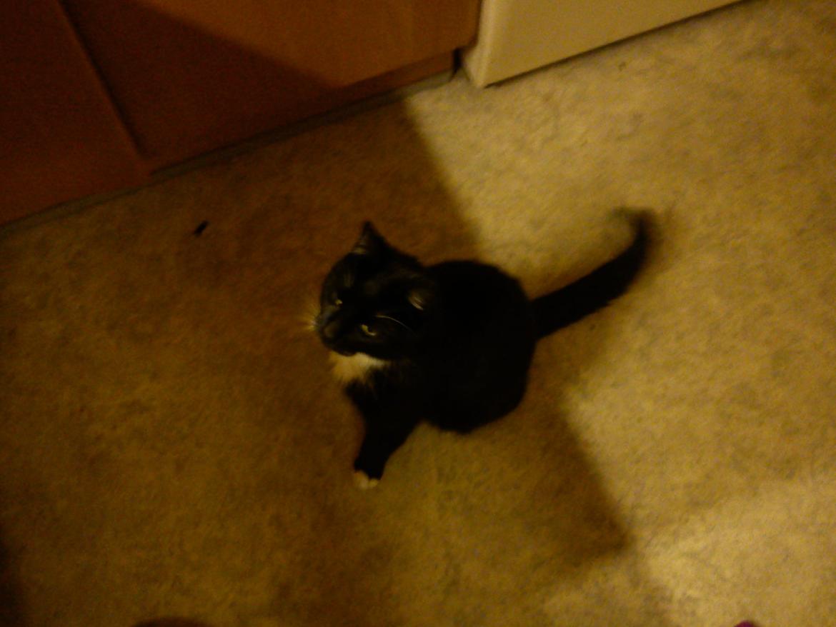 Huskat Bamse <3 - Så nu vil jeg gerne have noget mad Sandra! :) billede 5