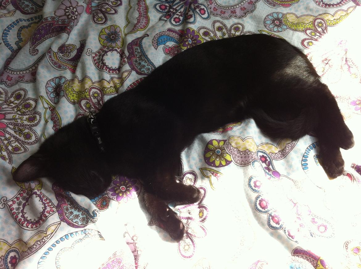 Huskat Mis billede 11