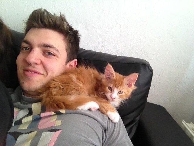 Maine Coon Basse billede 11