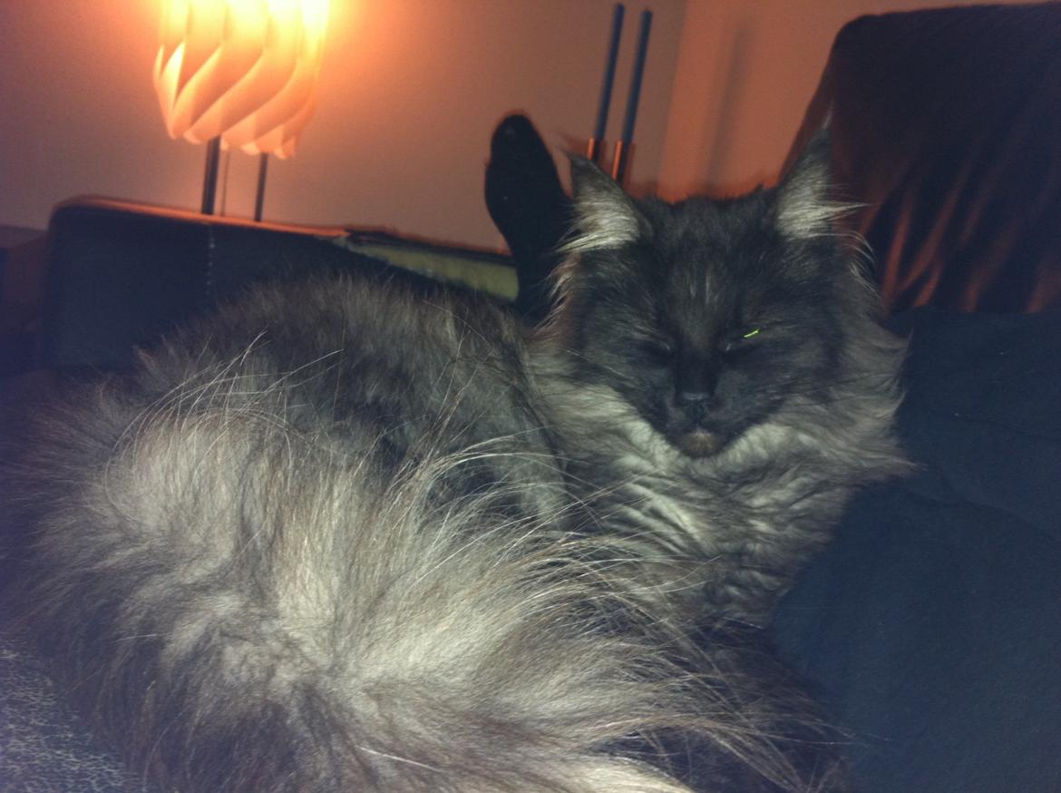 Blanding af racer Åberg billede 2