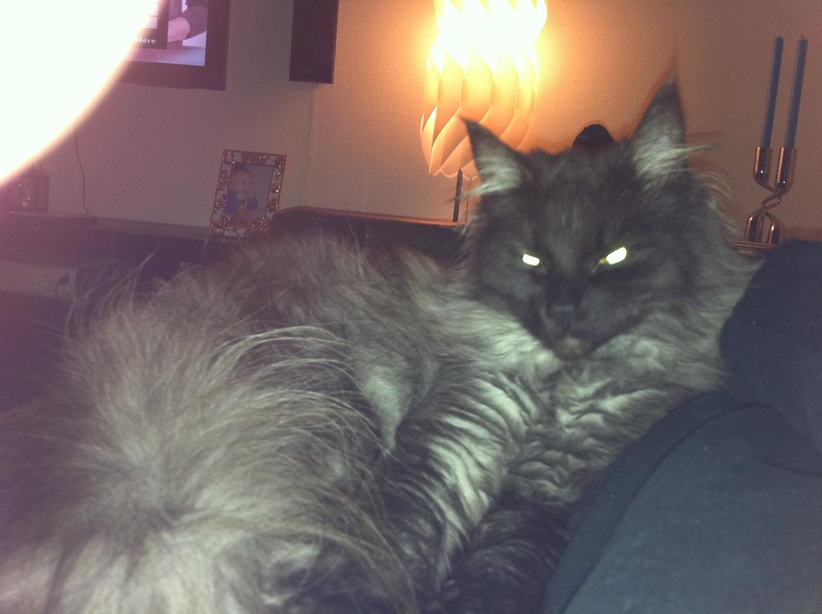 Blanding af racer Åberg billede 3