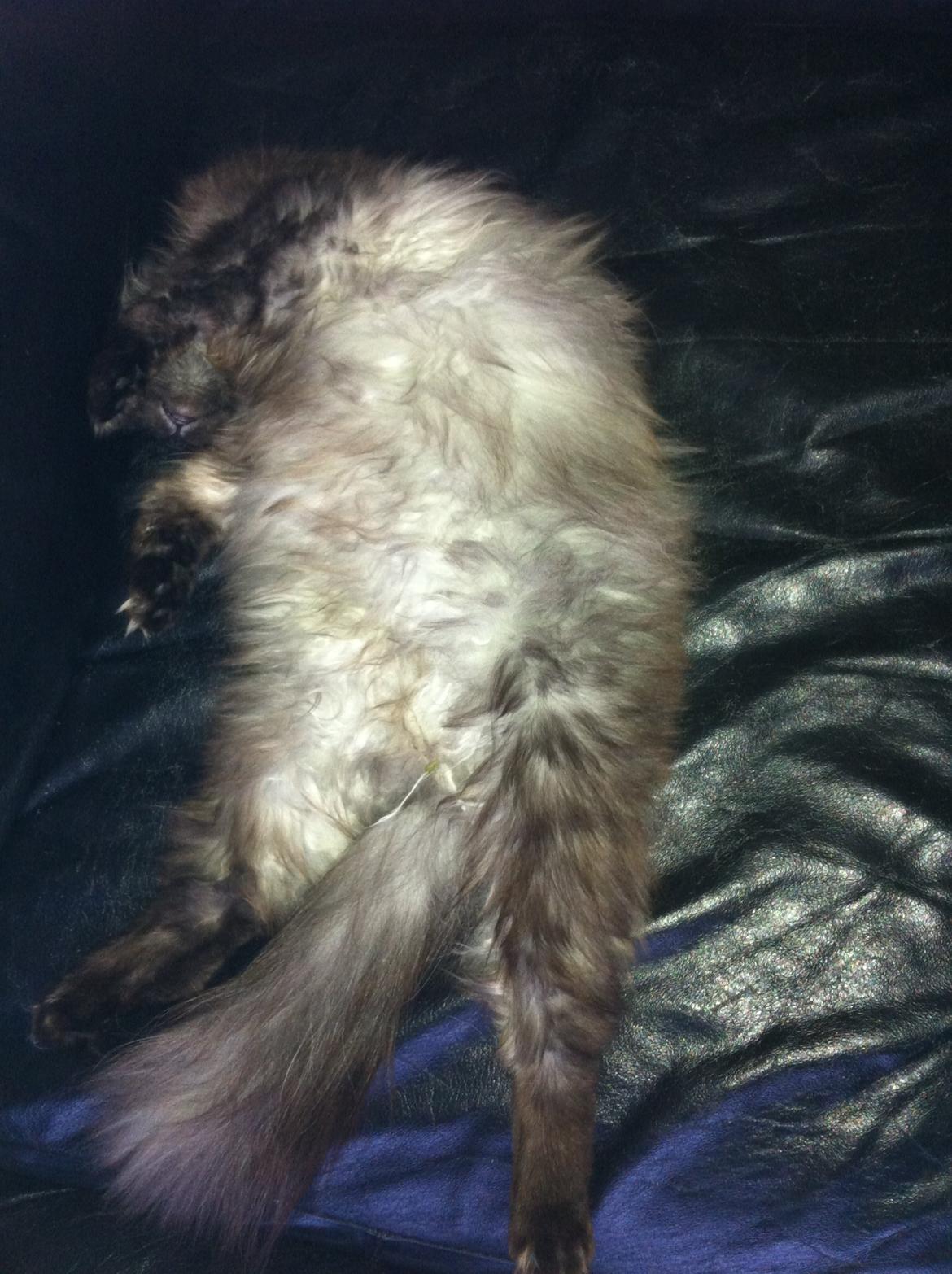 Blanding af racer Åberg billede 4