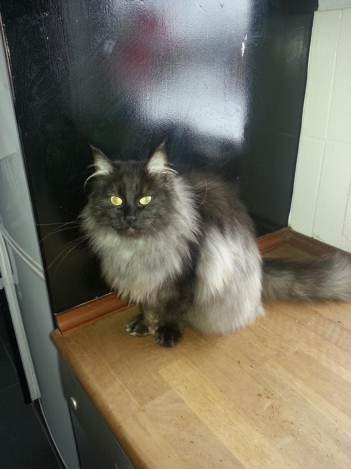 Blanding af racer Åberg billede 5