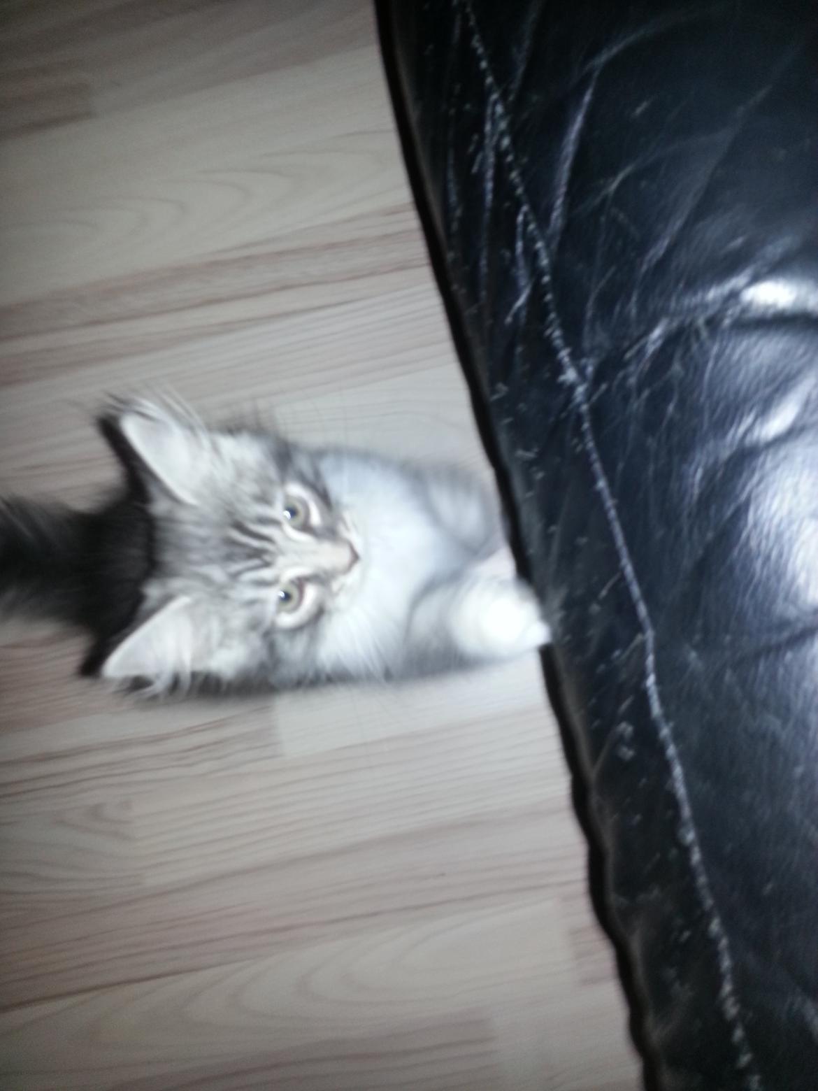 Blanding af racer Ny kat billede 1