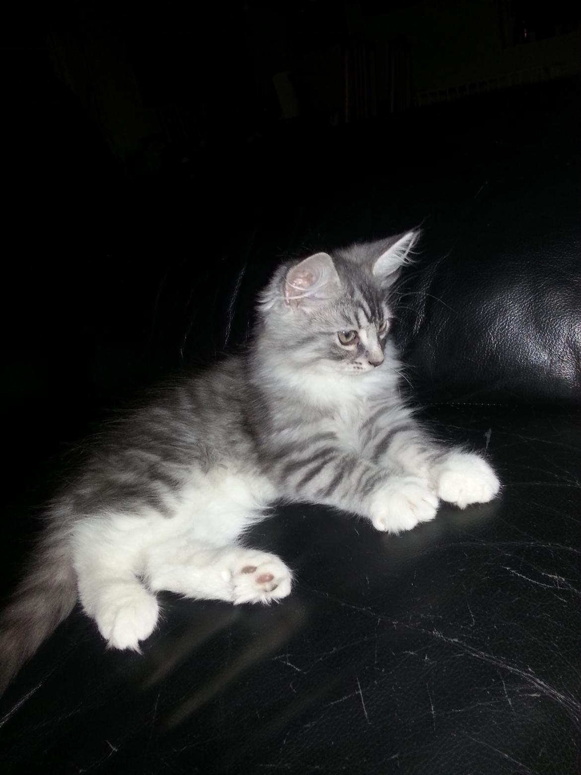 Blanding af racer Ny kat billede 2