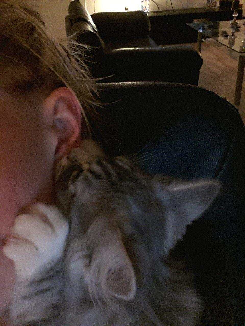 Blanding af racer Ny kat billede 3