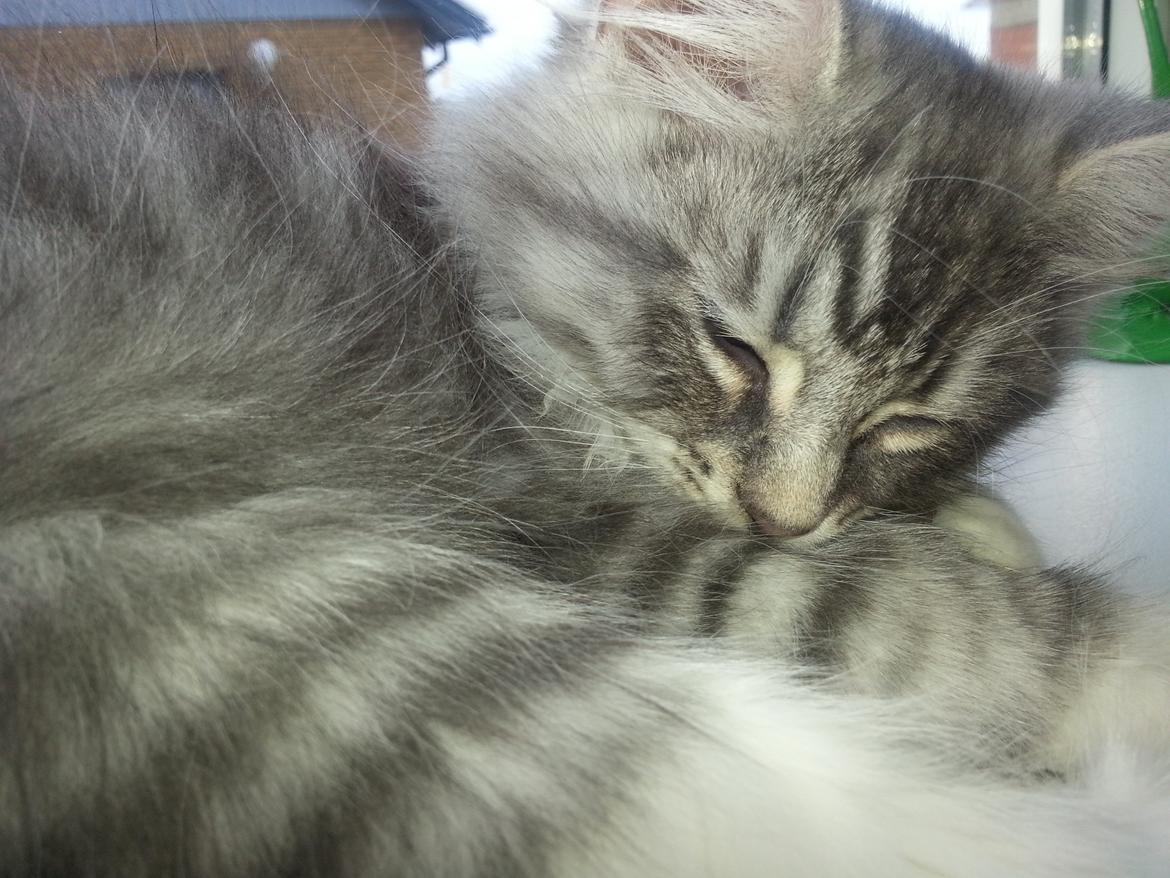 Blanding af racer Ny kat billede 4