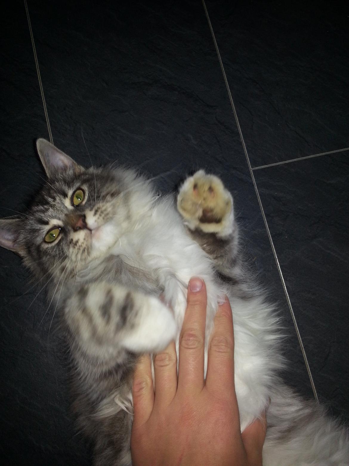 Blanding af racer Ny kat billede 5