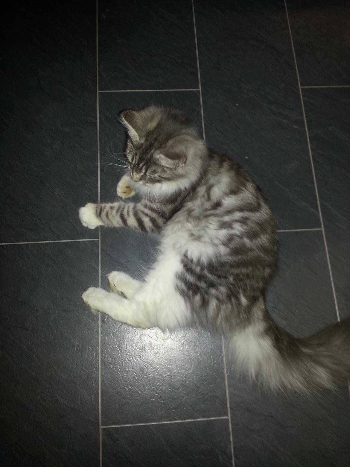 Blanding af racer Ny kat billede 6