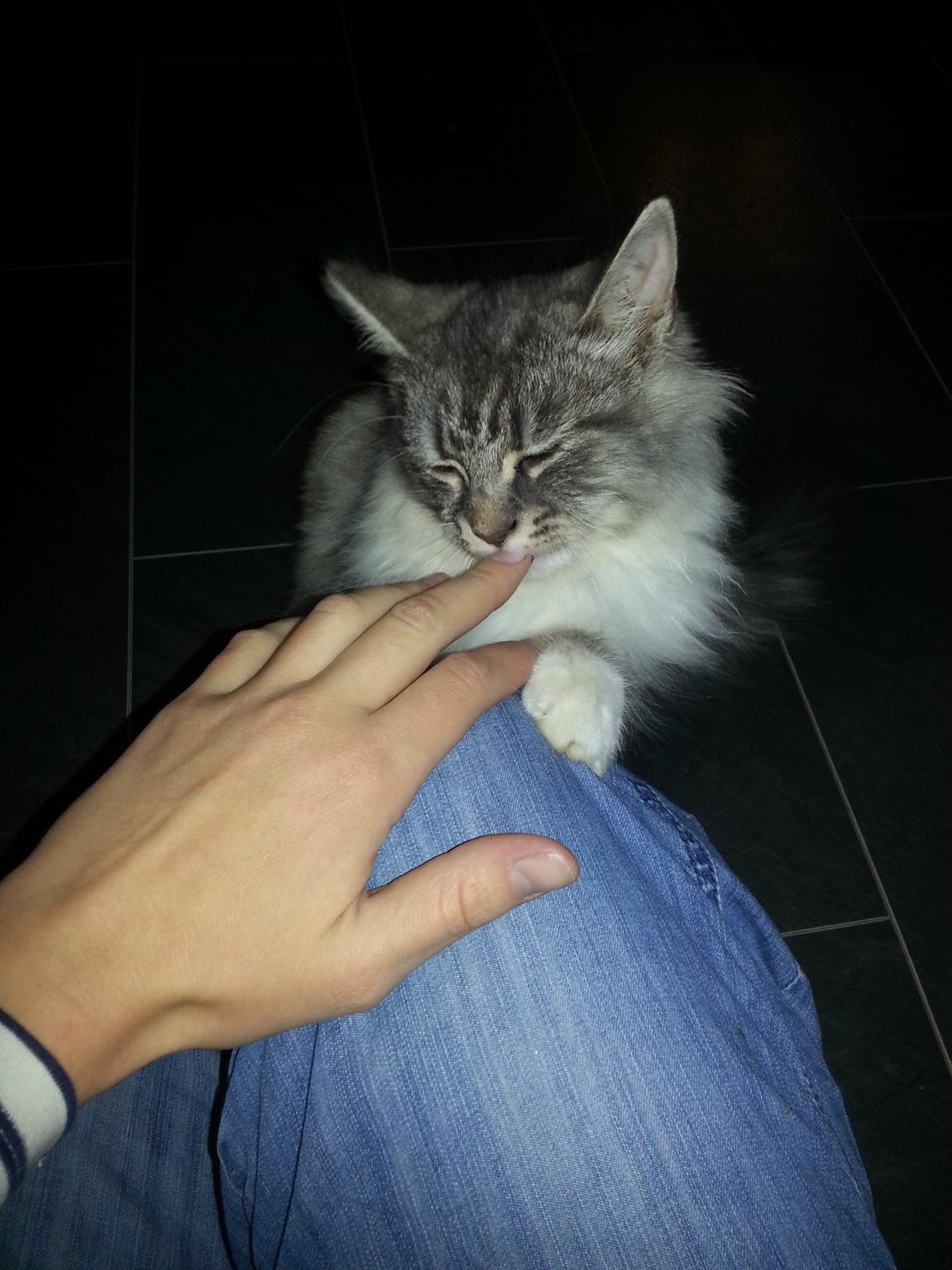 Blanding af racer Ny kat billede 7