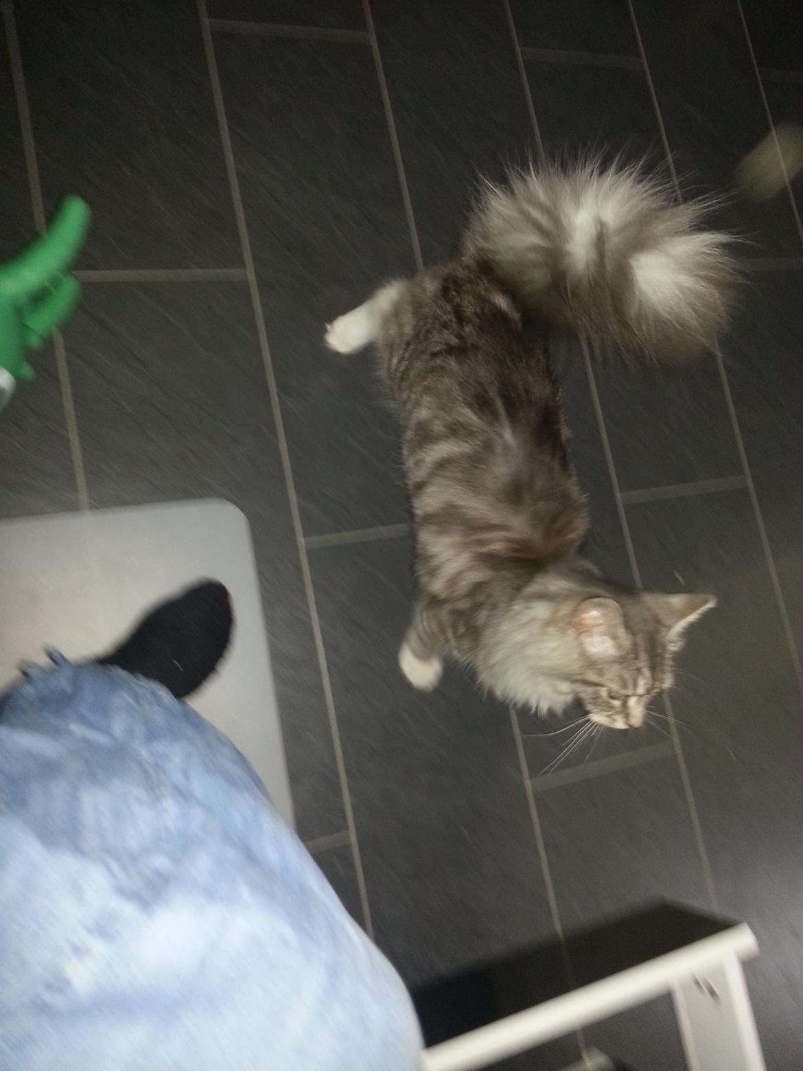 Blanding af racer Ny kat billede 8