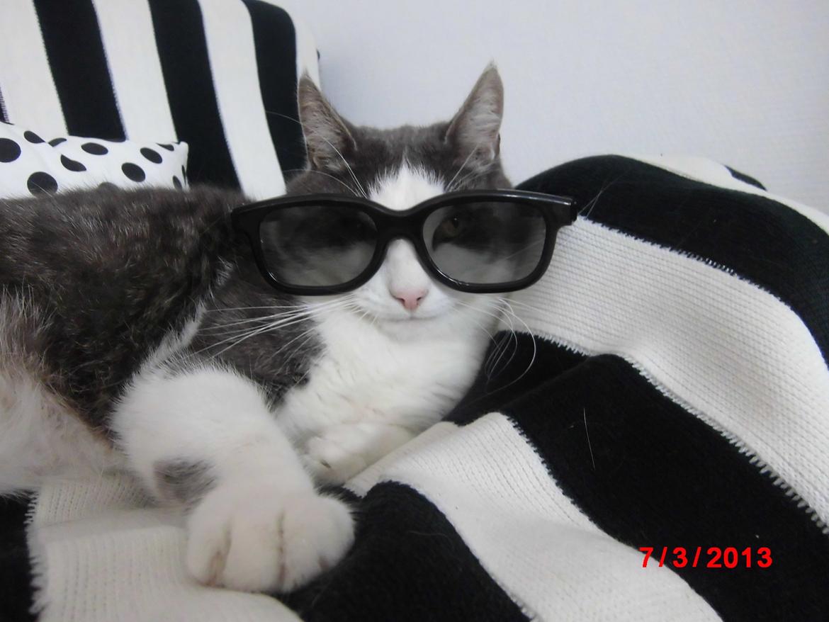 Huskat Totte billede 1