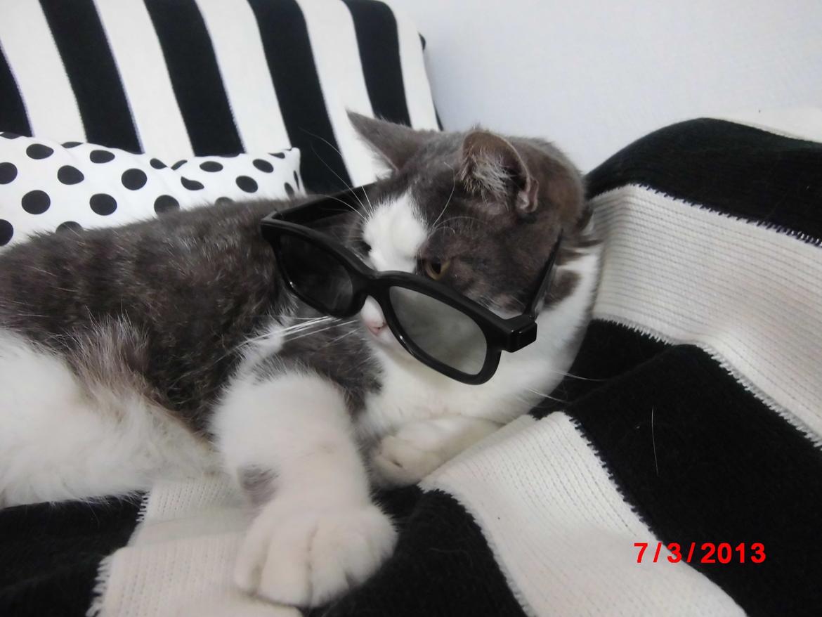 Huskat Totte billede 2