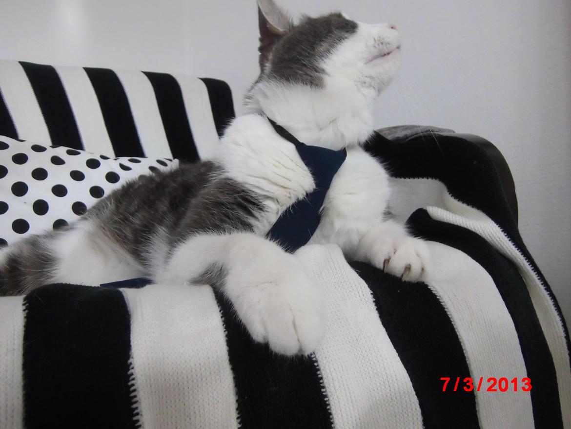 Huskat Totte billede 3