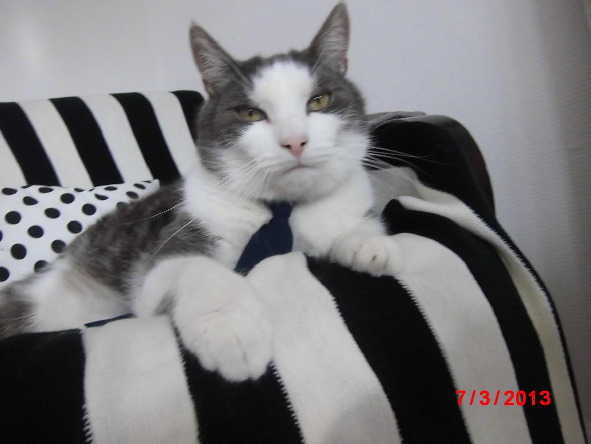 Huskat Totte billede 4