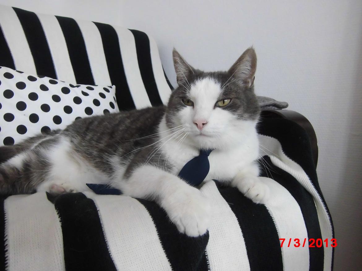 Huskat Totte billede 5