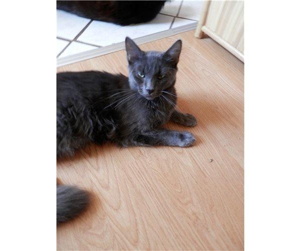 Blanding af racer O'Malley billede 21