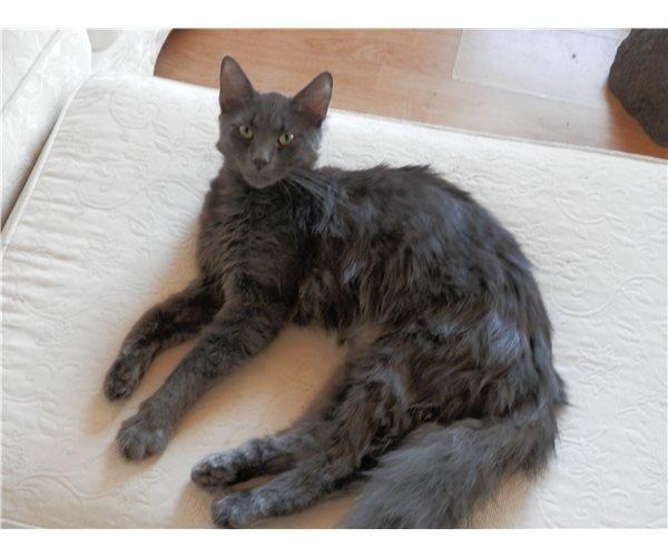 Blanding af racer O'Malley billede 20