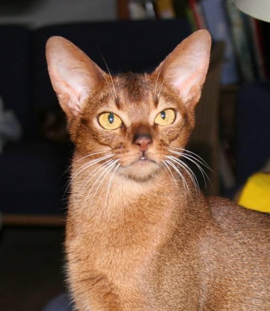 Abyssinier Jess af Khartoum billede 1