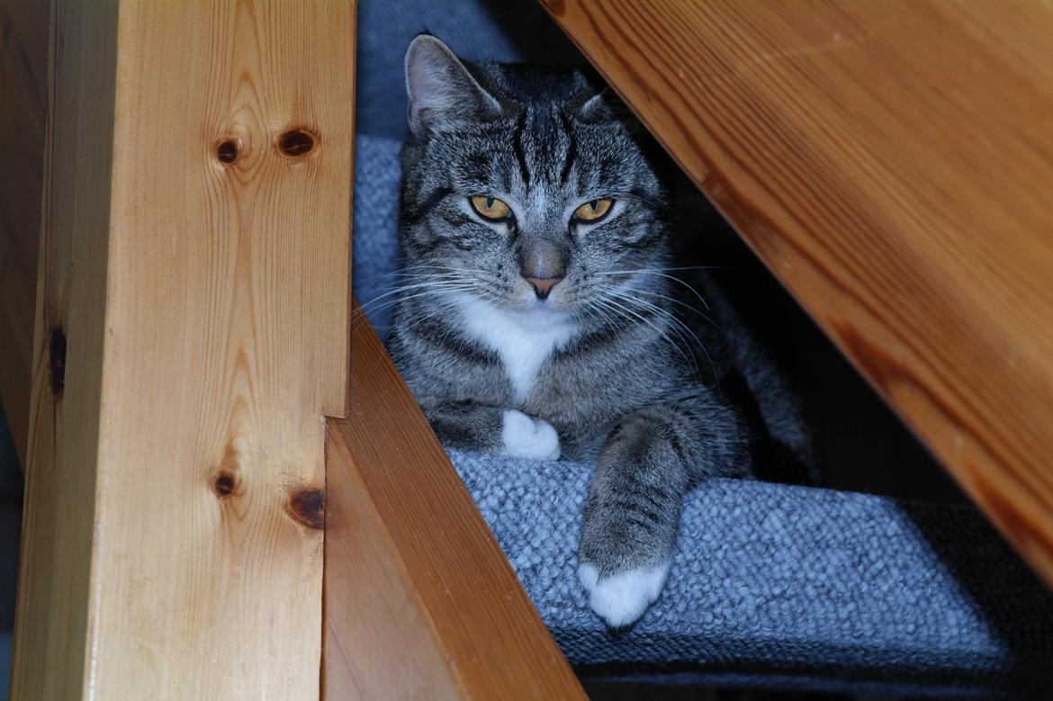 Huskat Cecilie billede 2