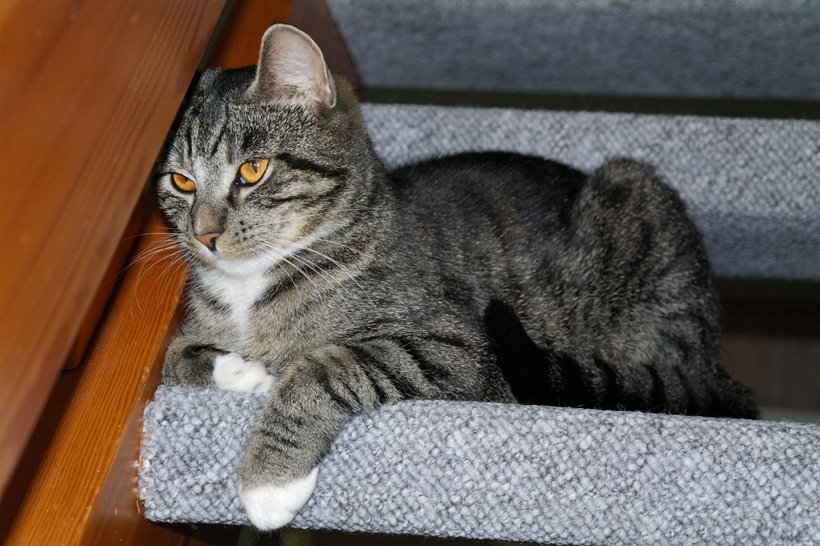 Huskat Cecilie billede 1