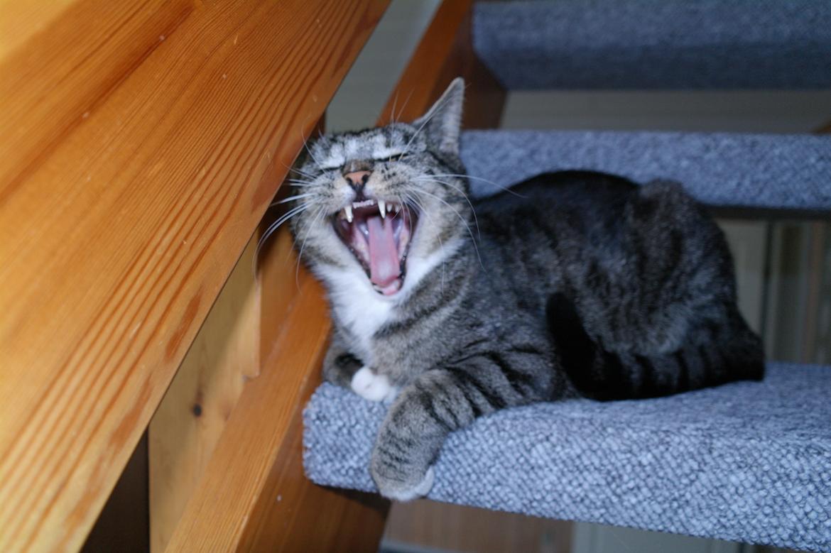 Huskat Cecilie billede 3