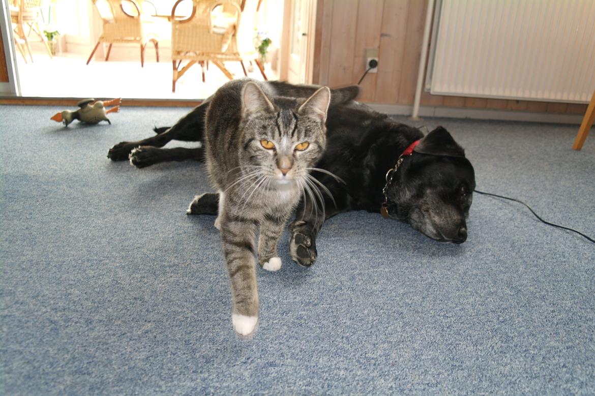 Huskat Cecilie billede 19