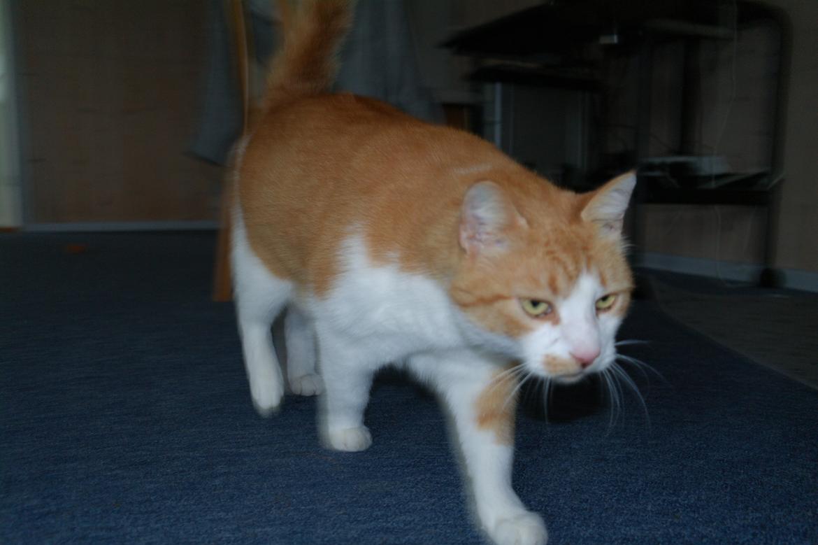 Huskat Mickey billede 15