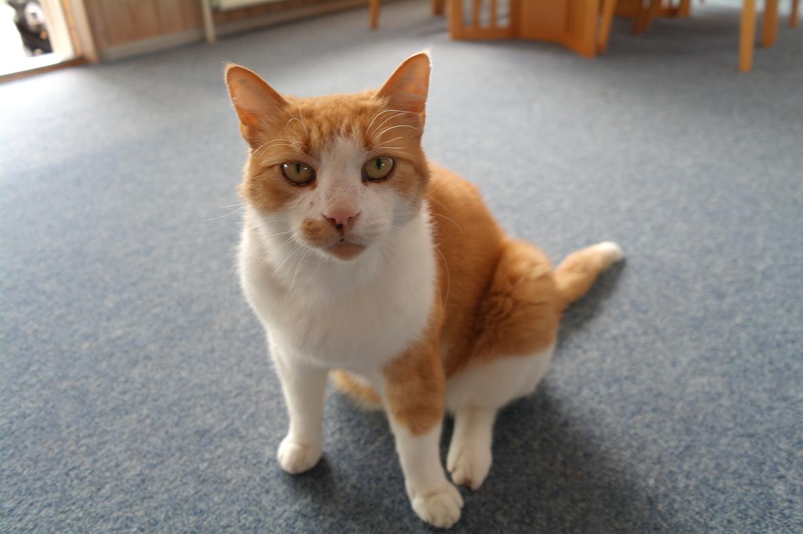 Huskat Mickey billede 16