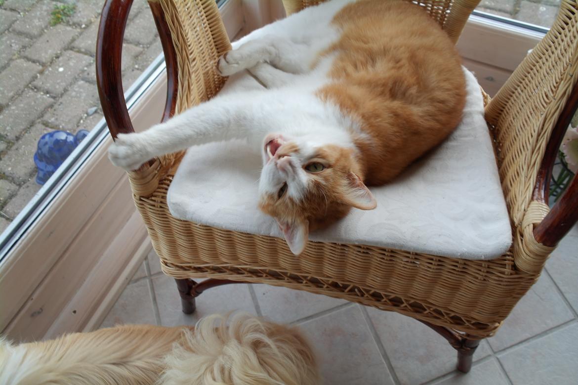 Huskat Mickey billede 17