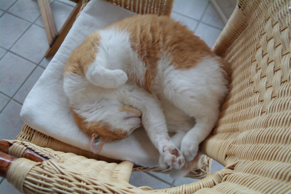 Huskat Mickey billede 18