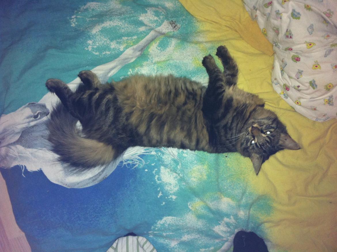 Blanding af racer Rasmus billede 2