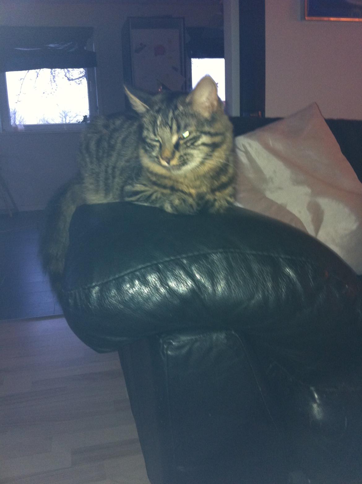 Blanding af racer Rasmus billede 3