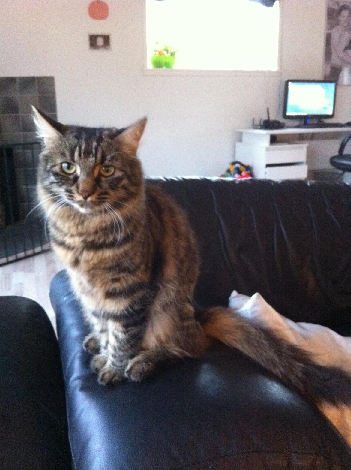 Blanding af racer Rasmus billede 4