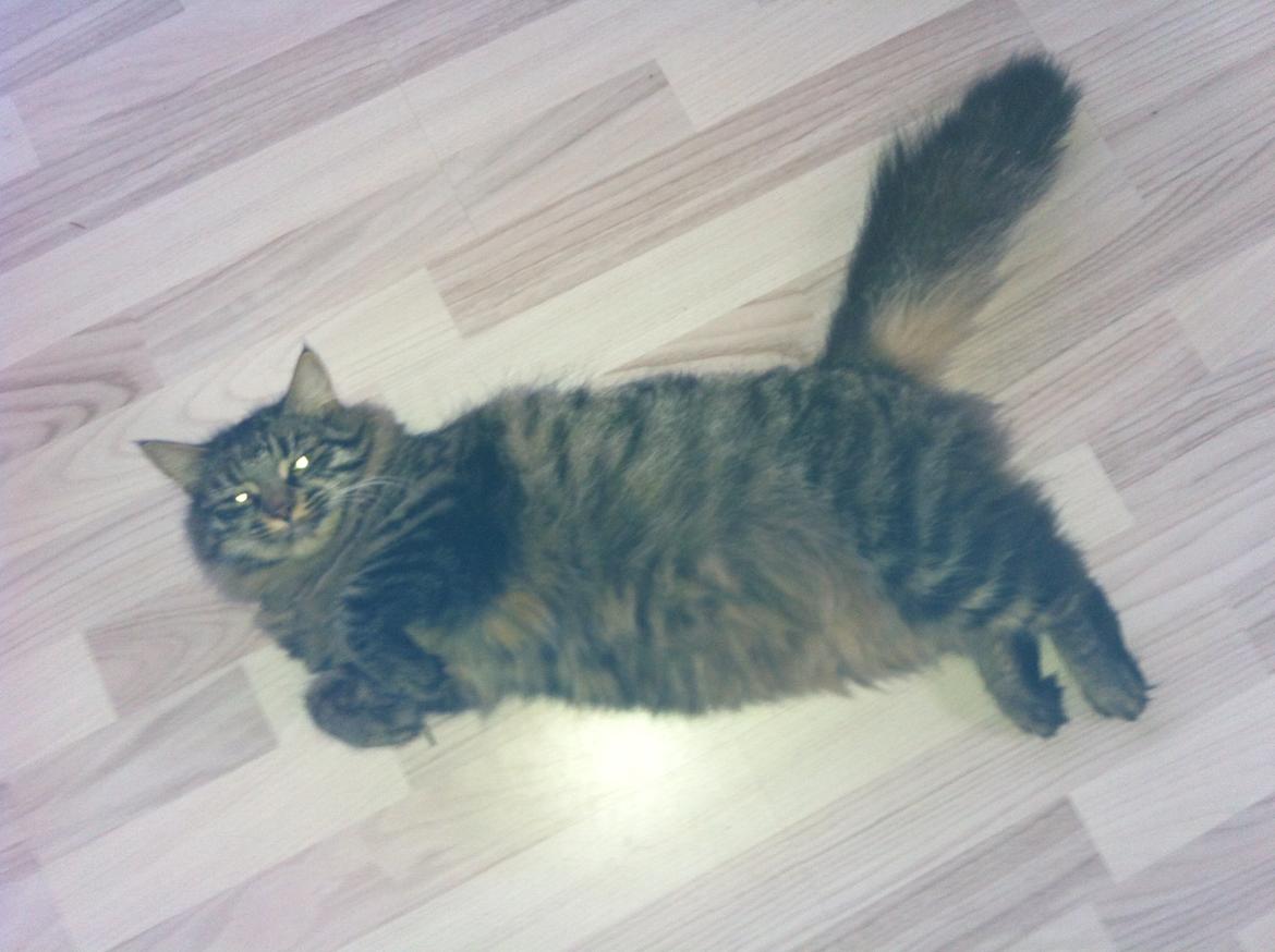 Blanding af racer Rasmus billede 5