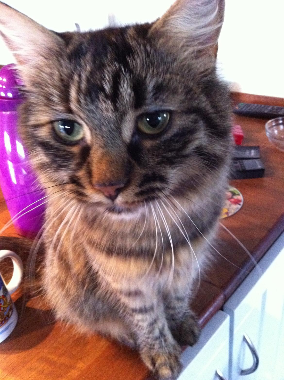 Blanding af racer Rasmus billede 1