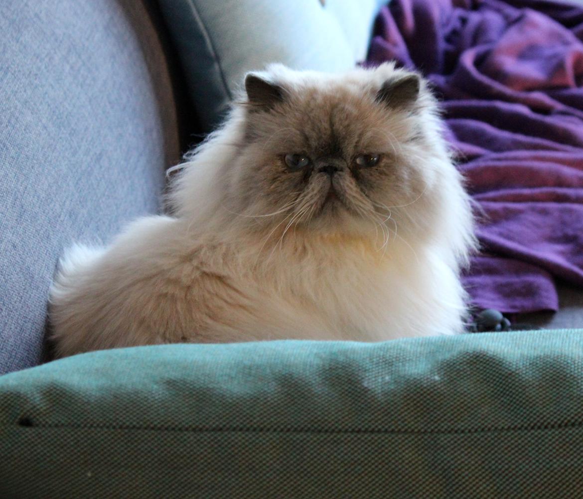 Colorpoint DK White Secret Ya-Hoo billede 14