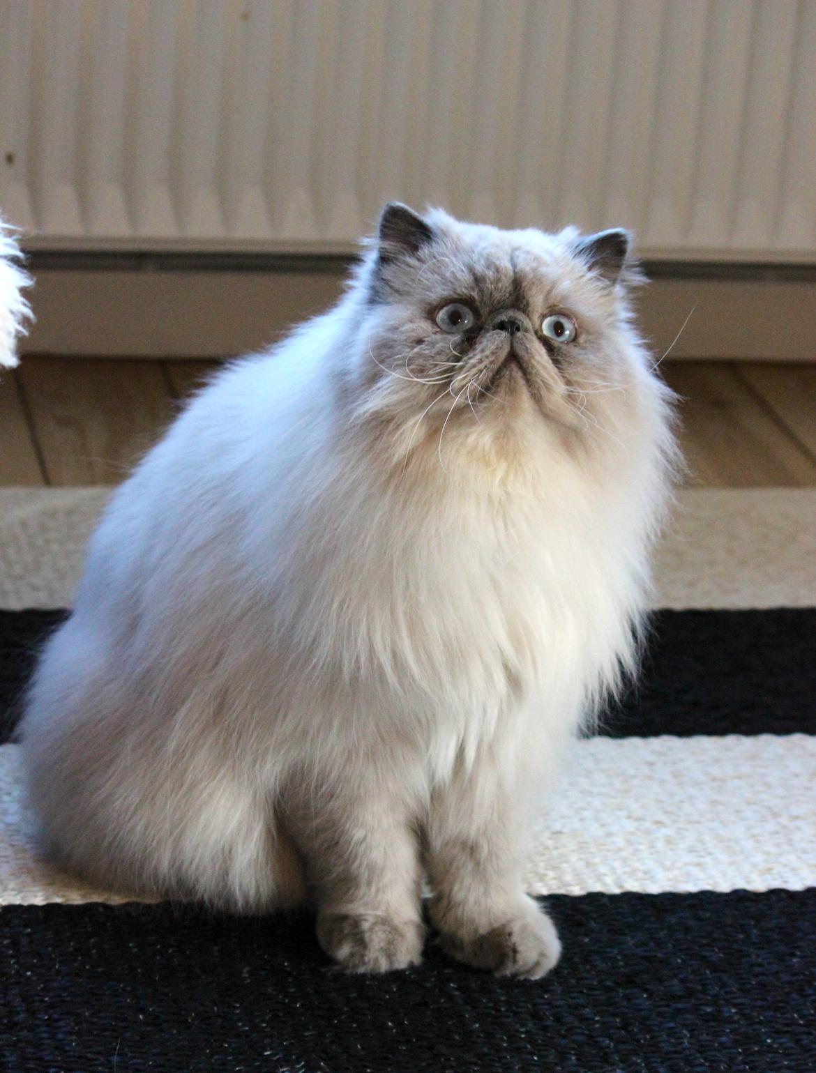 Colorpoint DK White Secret Ya-Hoo billede 2