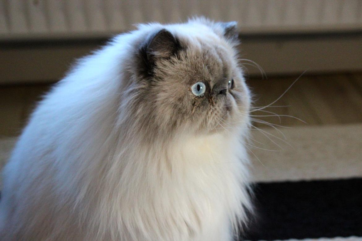 Colorpoint DK White Secret Ya-Hoo billede 15