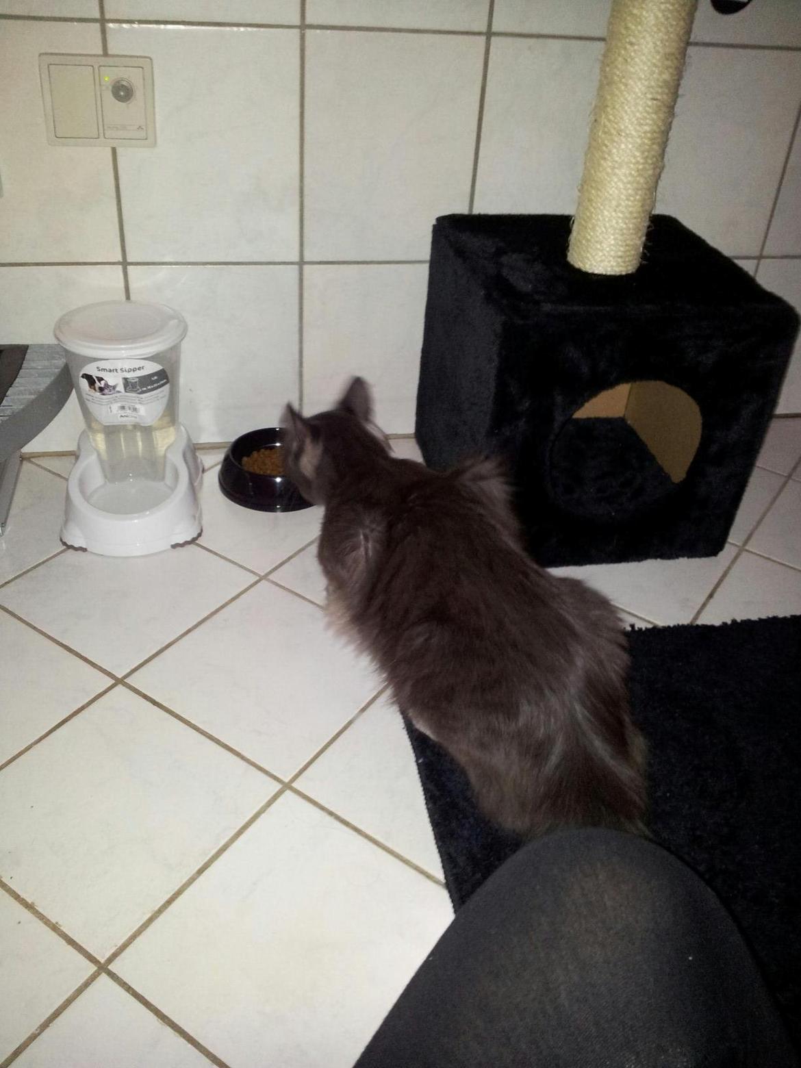 Blanding af racer O'Malley billede 7